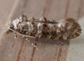 Speckled Xylesthia 